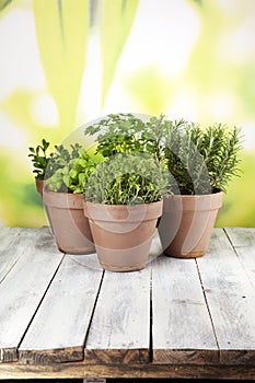 Homegrown and aromatic herbs in old clay pots