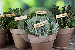 Homegrown and aromatic herbs in old clay pots. Set of culinary herbs. Green growing sage, oregano, thyme, savory, mint and oregano