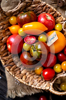 Homegrown assorted red, yellow, orange tomatoes in wicker straw basket stands on sackcloth on rustic wooden table