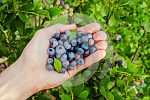 Homegrown blueberry in the hand. Harvesting blueberry in the garden. Highbush, huckleberry or tall blueberry bush.