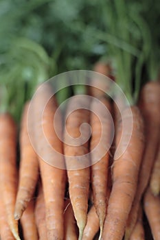 Homegrown carrots