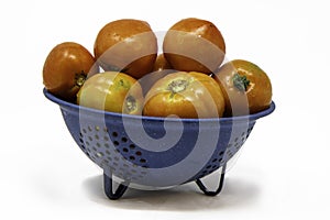 Homegrown Celebrity Tomatoes in Blue Colander