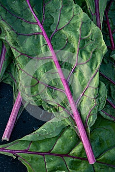 Homegrown chard leaves harvest local garden