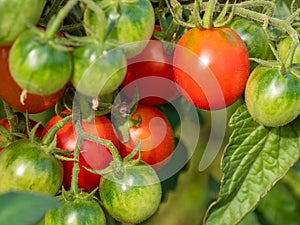 Homegrown cherry tomatoes in garden