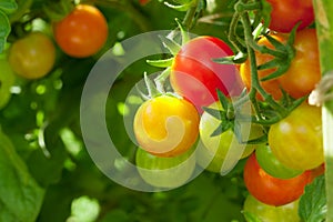 Homegrown cherry tomatoes