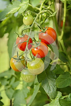 Homegrown cherry tomatoes photo