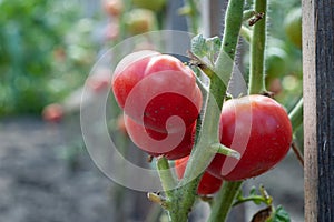 Homegrown Delights: A Close-Up View of Ripe Red Tomatoes Thriving in the Summer Garden