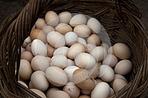 Homegrown eggs for sale