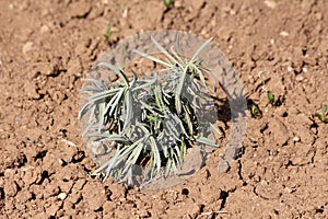 Homegrown freshly planted Broadleaved lavender or Lavandula latifolia flowering shrub plant with grey leaves in home garden photo