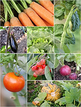 Homegrown garden products