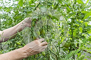 Homegrown, gardening and agriculture consept. Female farmer hand hold bunch of organic unripe green tomato in greenhouse. Natural