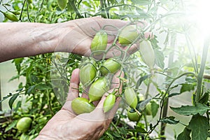 Homegrown, gardening and agriculture consept. Female farmer hand hold bunch of organic unripe green tomato in greenhouse. Natural