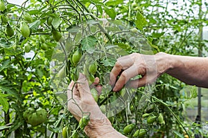 Homegrown, gardening and agriculture consept. Female farmer hand hold bunch of organic unripe green tomato in greenhouse. Natural