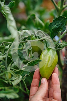 Homegrown, gardening and agriculture consept. Hand holds unripe green tomatoes on a branch.