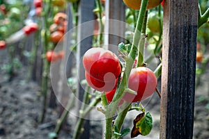 Homegrown Harvest: Close Up of Ripe Red Tomatoes in the Summer Garden