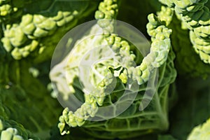 Homegrown healthy fresh cabbage macro close up