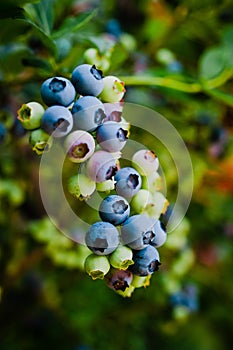 Homegrown huckleberry in the backyard close up. Ripe blueberry berries on the bush. Highbush or tall blueberry cluster
