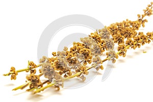Homegrown Italian sweet basil seed pods on dried flowers isolated on white for seed saving concept