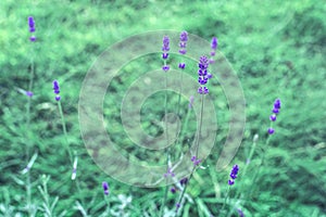 Homegrown lavendar in backyard garden