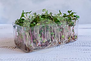 Homegrown micro green leaves - radish sprouts. Fresh micro greens