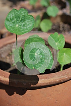 Homegrown Nasturtiums (Tropaeolum) in a flower pot