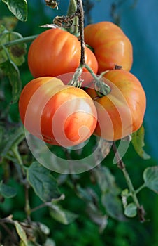 Tomato crack decease on homegrown fruit close photo