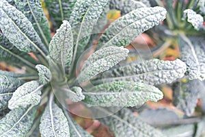 Homegrown Nero Di Toscana Kale plant at organic backyard garden in Dallas, Texas, USA