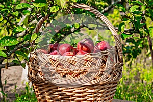 Homegrown organic apples in a basket in summer grass. Autumn Garden. Harvest season concept. Picking red apples in