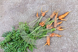 Homegrown organic carrot home garden concrete background top view flat lay.