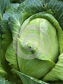 Homegrown organic sugarloaf cabbage vegetable