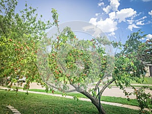 Homegrown peach tree abundance fruits on tree branches and ground at front yard of residential house near Dallas, Texas