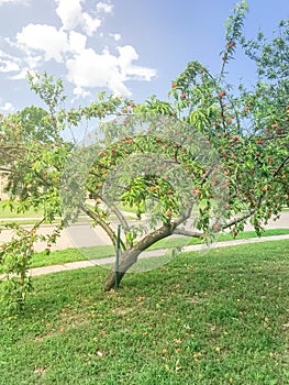 Homegrown peach tree abundance fruits on tree branches and ground at front yard of residential house near Dallas, Texas