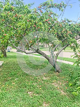 Homegrown peach tree abundance fruits on tree branches and ground at front yard of residential house near Dallas, Texas