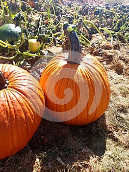 Homegrown pumpkins in the field