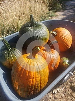 Homegrown pumpkins stacked in a wheelbarrow