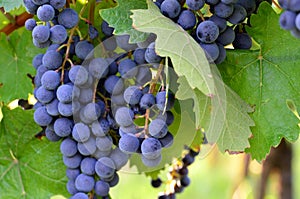 Homegrown purple red grapes with green leaves