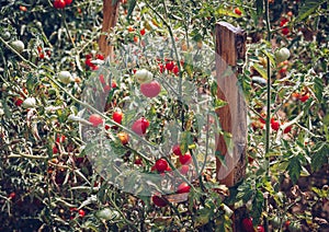 Homegrown Red Fresh Tomato In A Garden. Red organic tomato plant