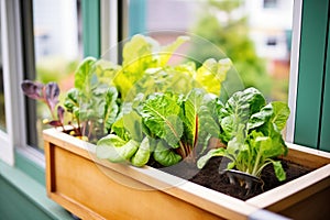 homegrown salad greens in a window box garden