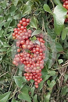 Homegrown sarsaparilla or smilax aspera photo