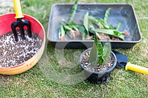 Homegrown snake plant transplanting into new pots