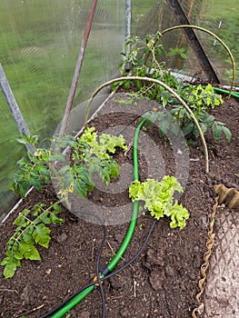 Homegrown tomato and lettuce plants grown in a home greenhouse. Installed automated drip irrigation system. Home gardening