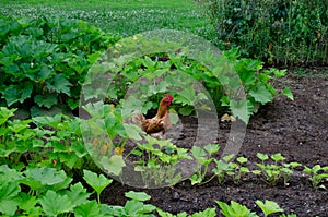 Homegrown vegetable garden with hen and rooster. Outdoor organic garden setting with squash plants growing.