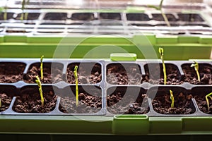 Homegrown young, delicate snow peas vegetable plants growing in a green seedling container with healthy, organic fresh soil