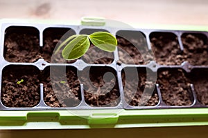 Homegrown young, delicate sugar pea sprout with healthy green leaves growing in gardening seedling container with fresh