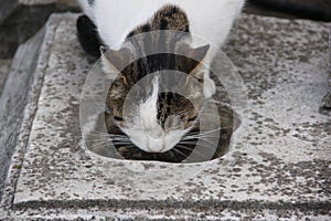 Homeless abandoned cat drinking water on the street