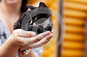 Homeless animals and pet care. Black-white kitten sits in female palms close up photo