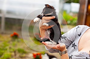 Black-white kitten stands in the arms of a woman photo