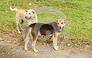 Homeless asia dogs on roadside