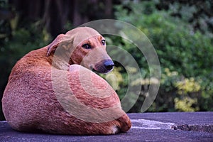 Homeless aspin street dog sitting alone on the concrete bench in the park
