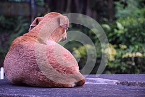 Homeless aspin street dog sitting alone on the concrete bench in the park